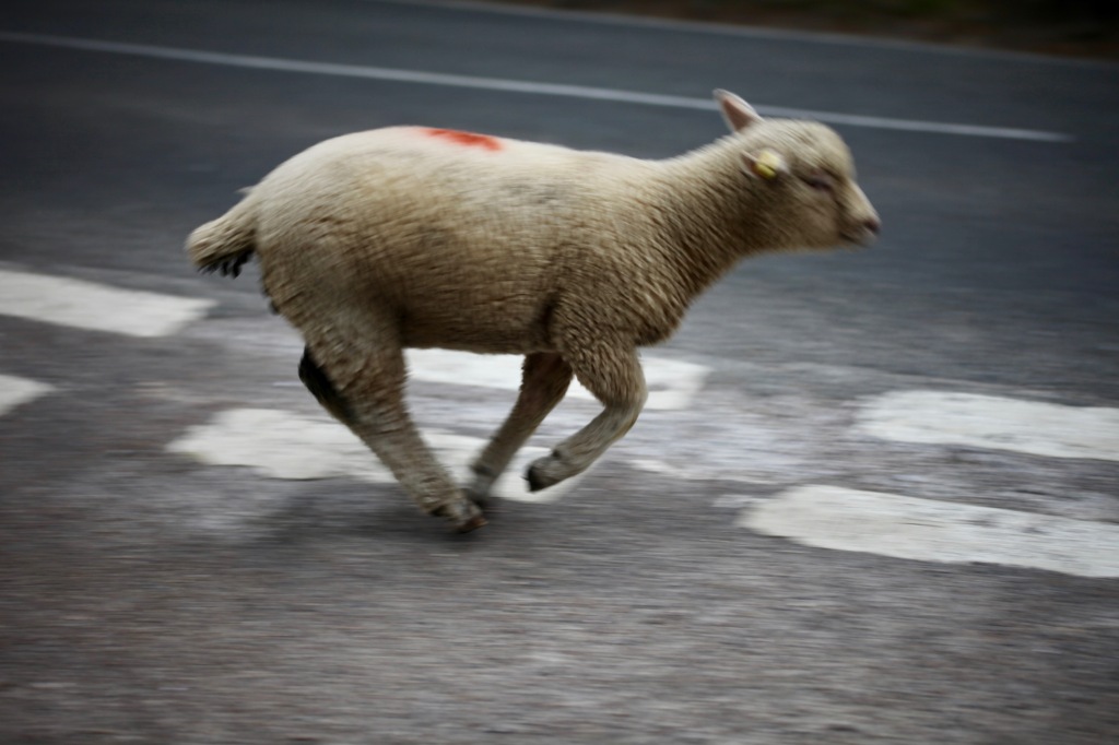 Sheep on road 10