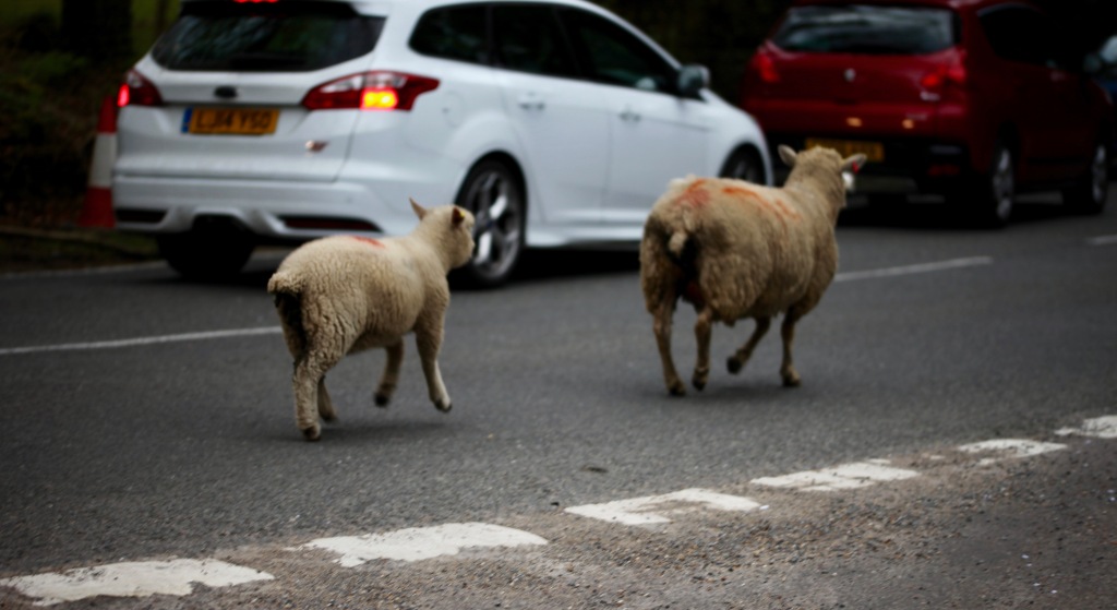 Sheep on road 12