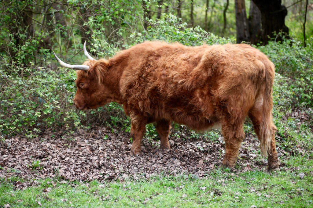 Highland cattle 3