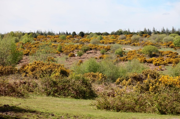 Cattle among gorse
