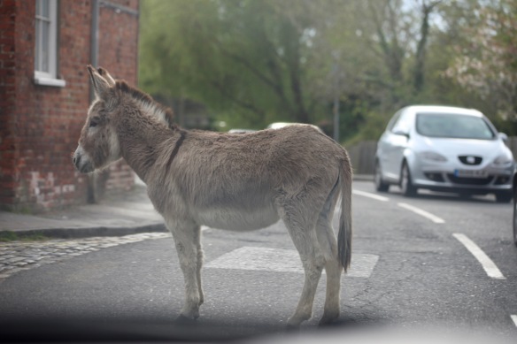 Donkey on road