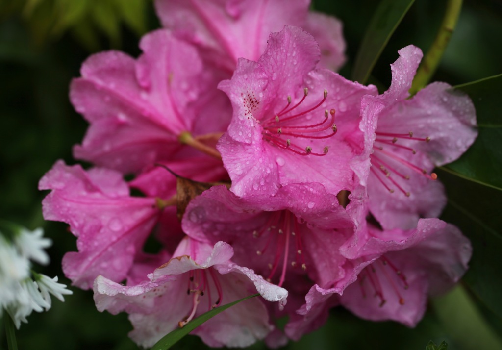 Raindrops on rhododendron 1