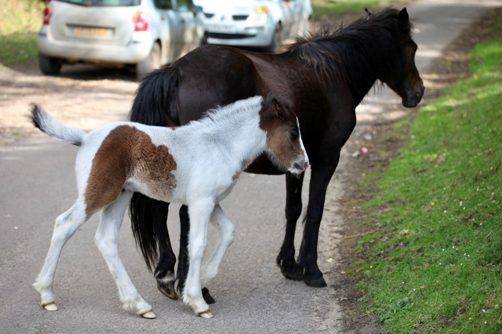 Mare and foal 1