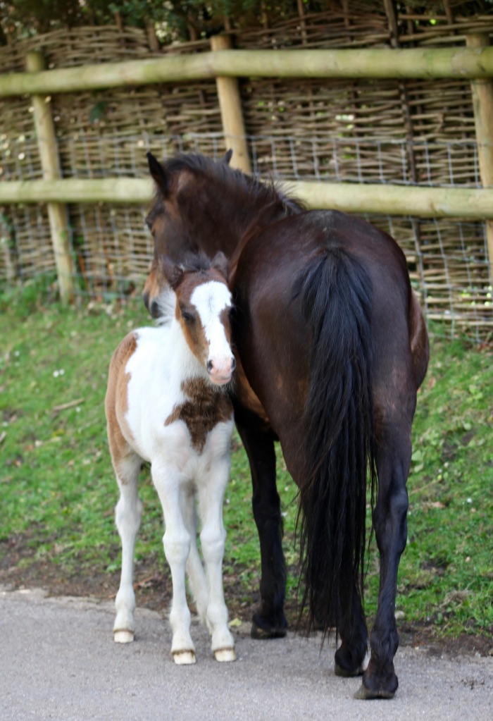 Mare and foal 3
