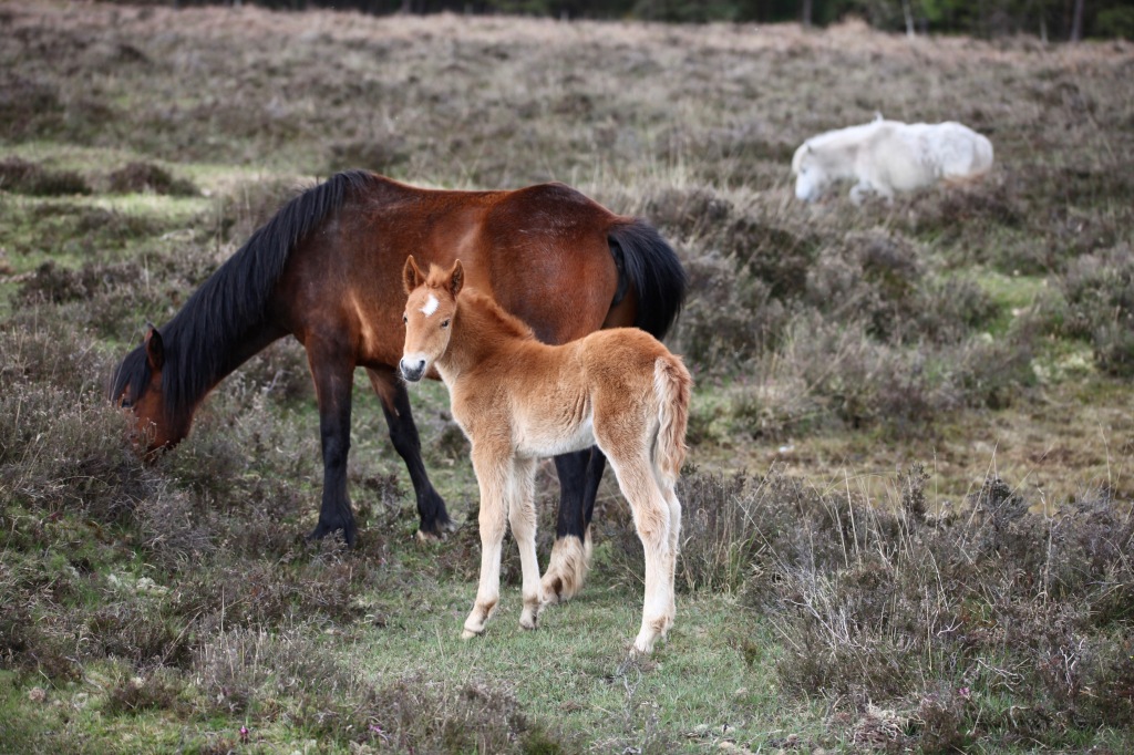 Mare and foal 6