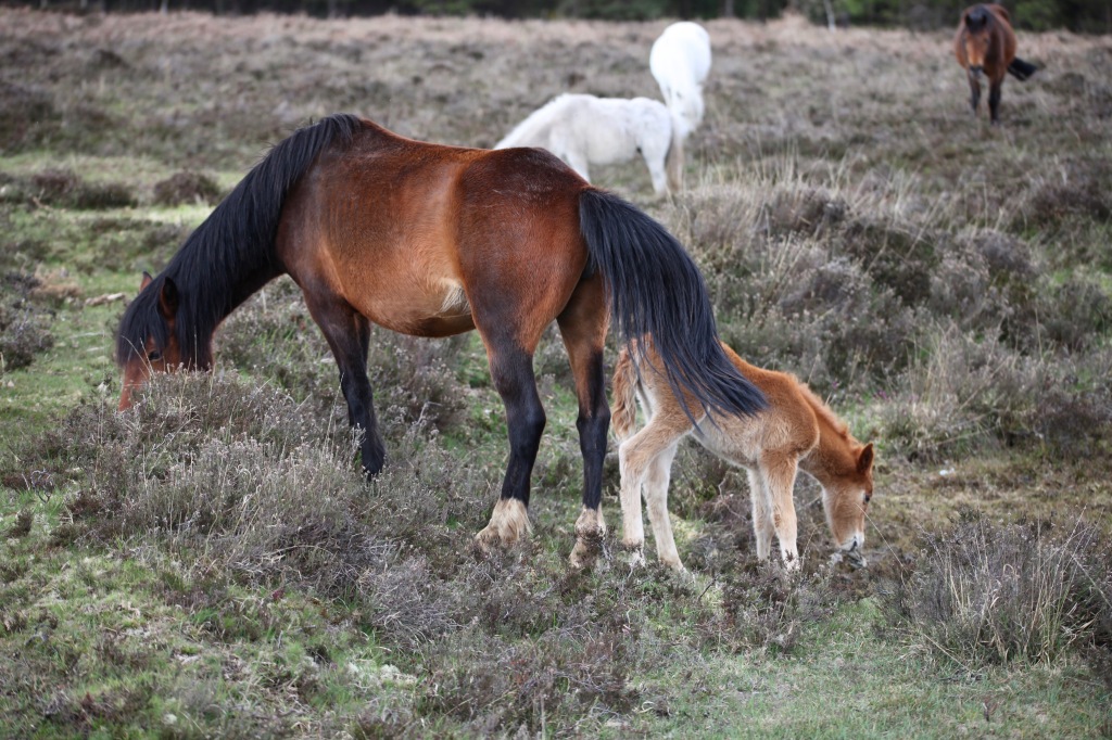 Mare and foal 7