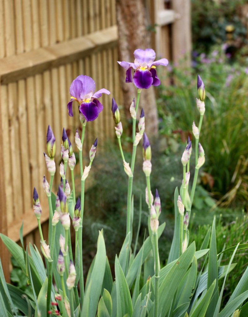Irises 1