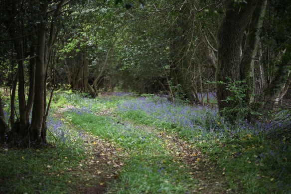 Bluebells in wood 1