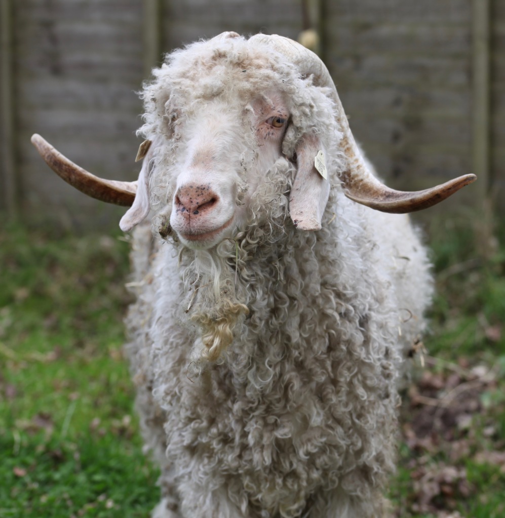 Horned sheep 3