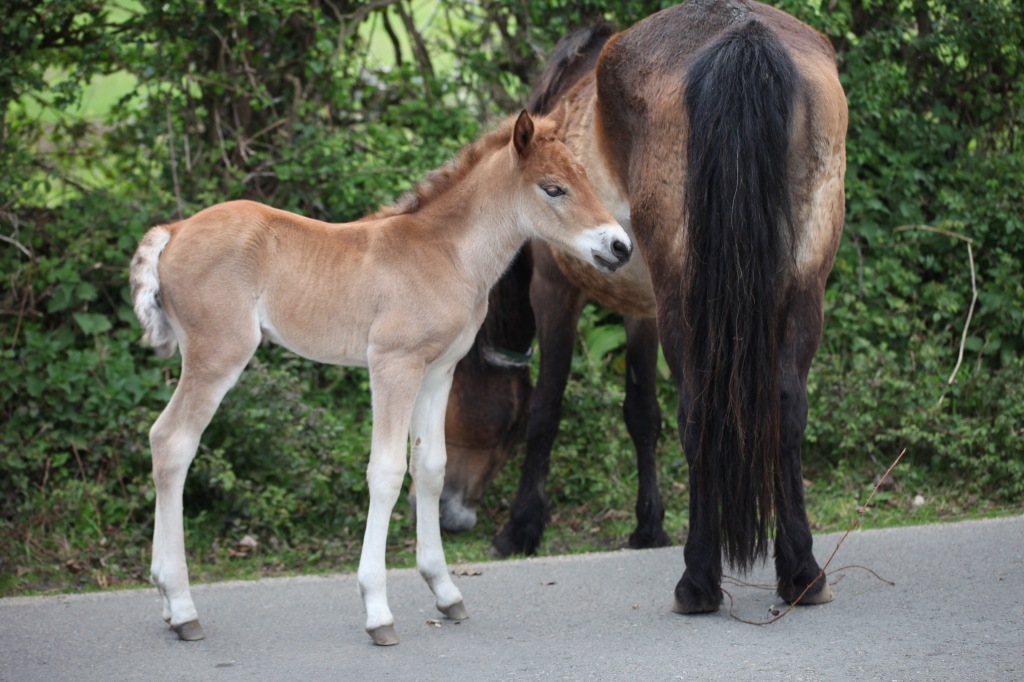 Pony foal and mare 1
