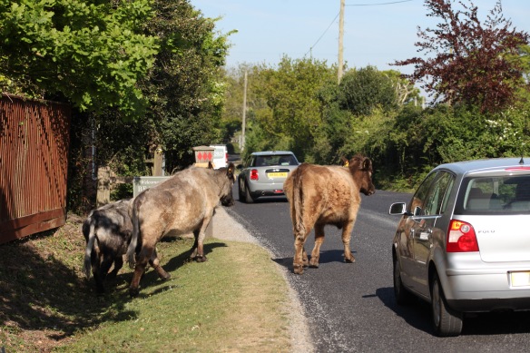 Cattle crossing road