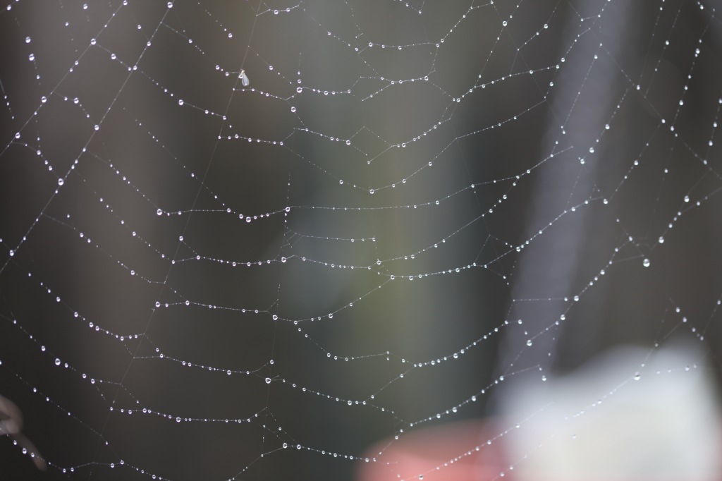 Raindrops on spider's web