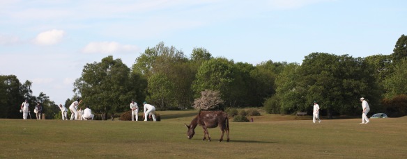 Cricket and donkey