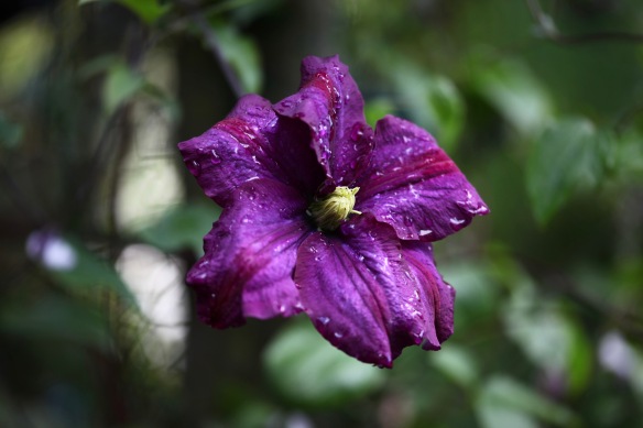 Raindrops on clematis Carnaby