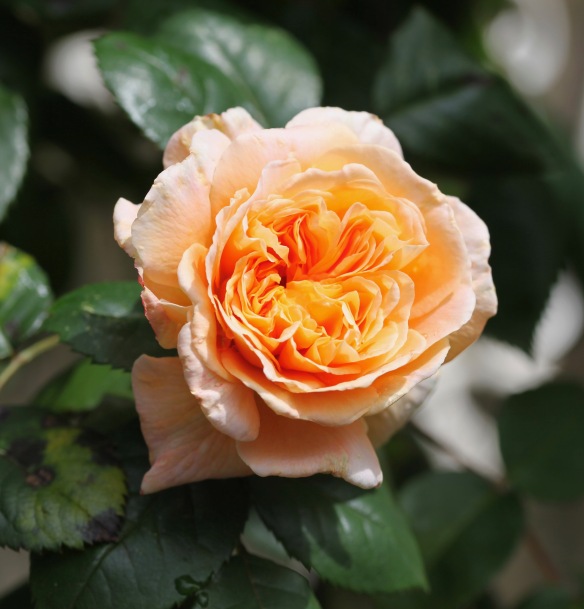 Rose Crown Princess Margarete