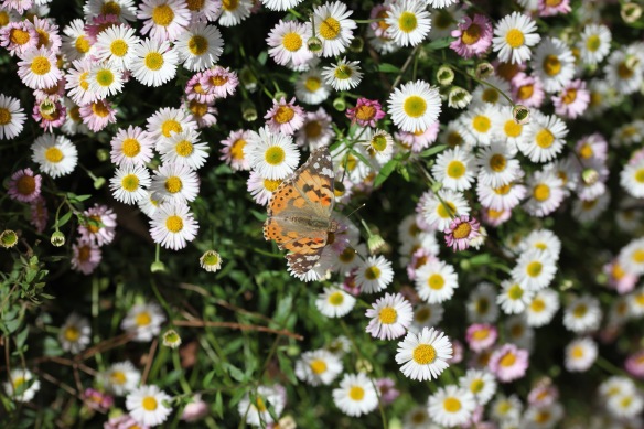 Butterfly Painted Lady on erigeron