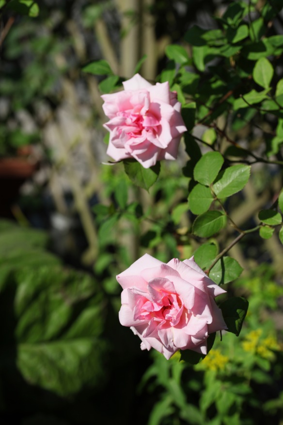Roses pink rambler