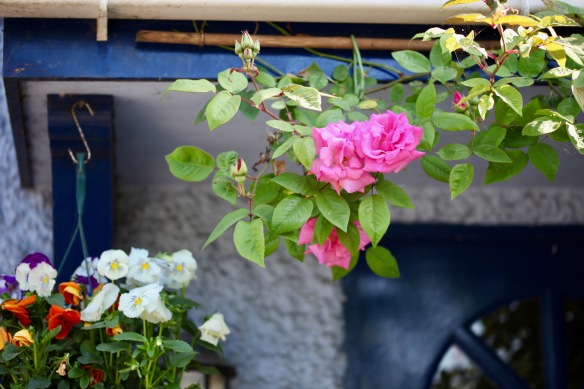 Roses deep pink rambler
