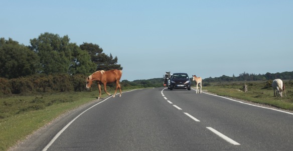 Mare and foal crossing road 1
