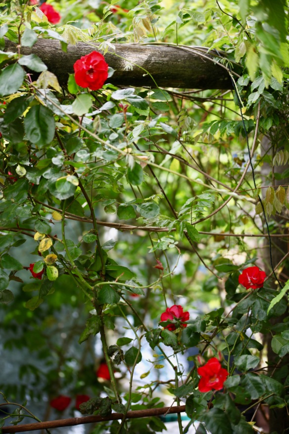 Rose on wisteria arbour