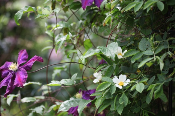 Clematis and white climber