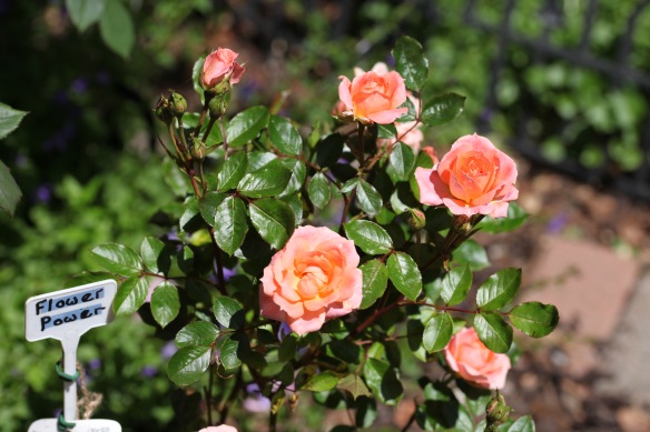 rose Flower Power