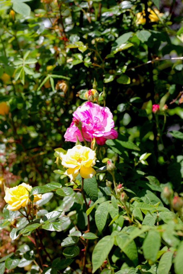 Rosa gallica and Laura Ford