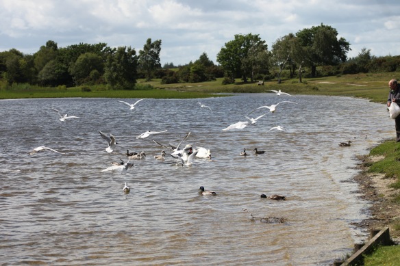 Swans, cygnets, gulls, ducks 5