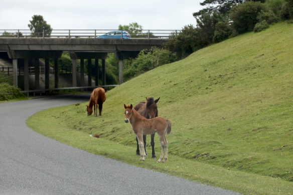 Foal and ponies