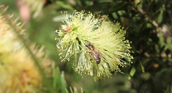 Bee and shield bug in Bottle Brush plant