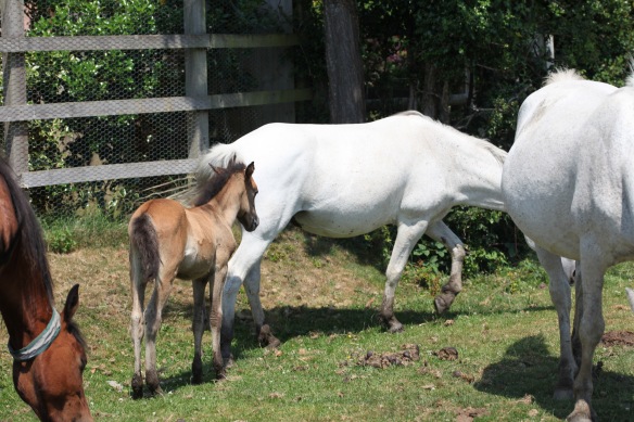 Foal following mother