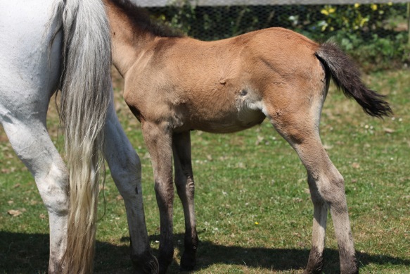 Foal and mare 1