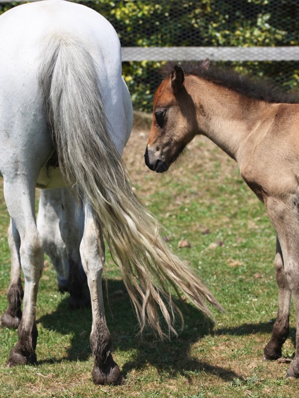 Foal and mare 3