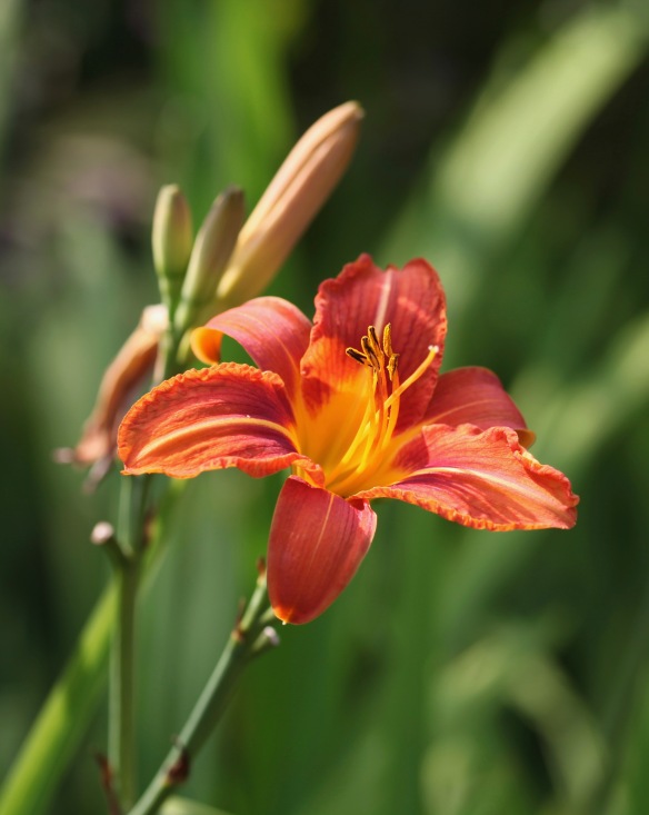 Day lily 1