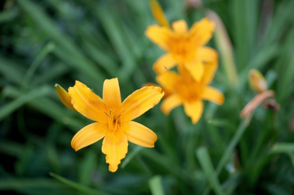 Day lilies 1