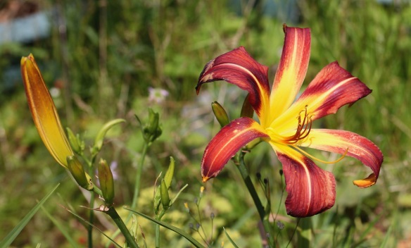 Day lilies 3