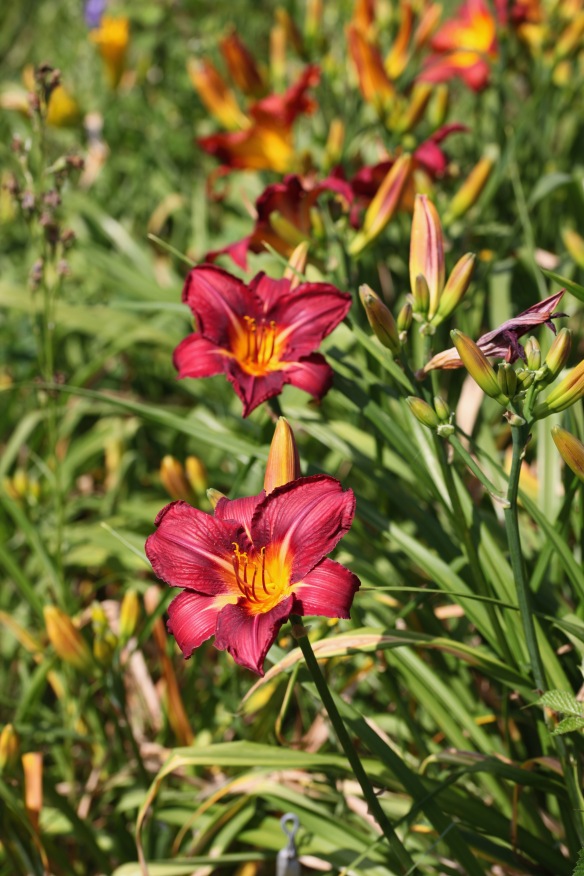 Day lilies 5