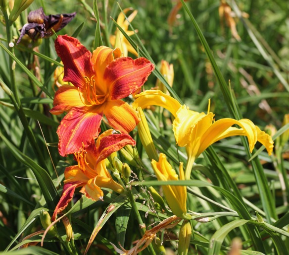 Day lilies 7