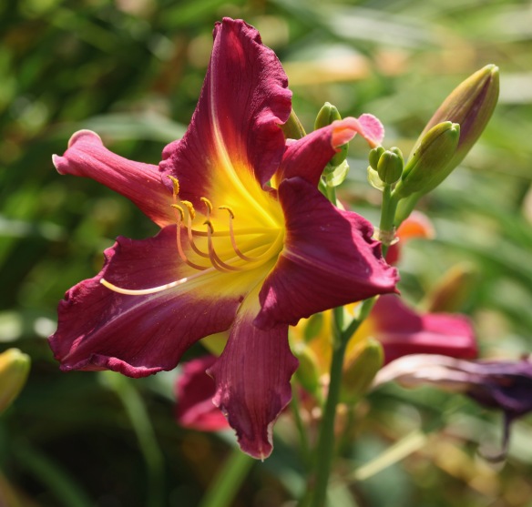 Day lily 4