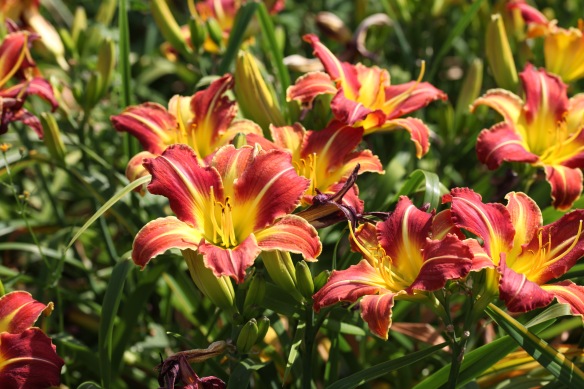 Day lilies 8