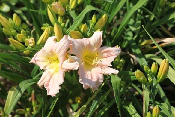 Day lilies 9