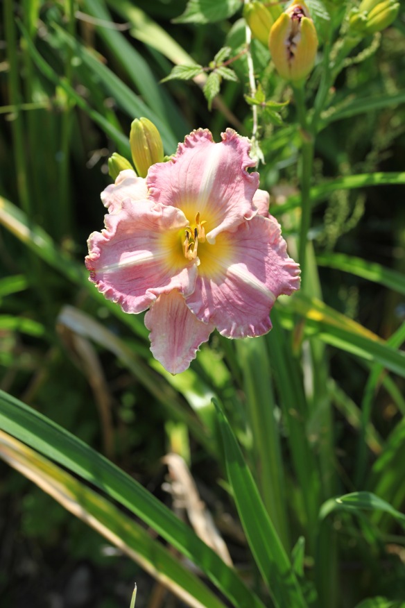Day lily 8