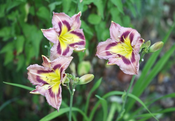Day lilies 11