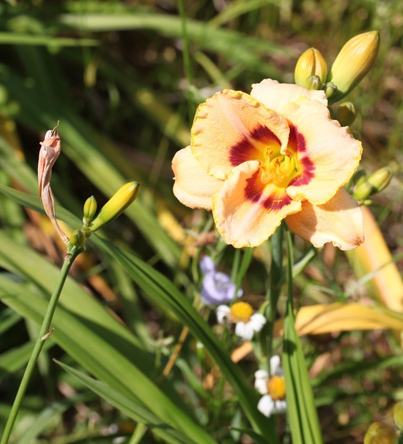 Day lily 9