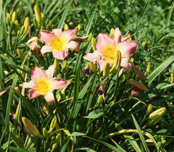 Day lilies 12
