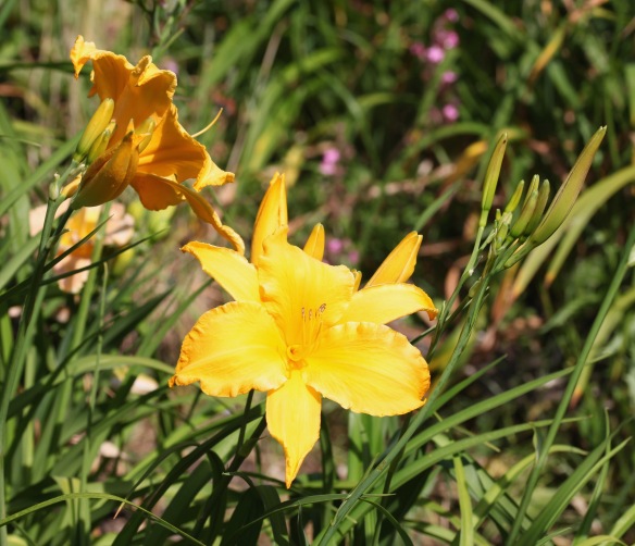 Day lilies 13