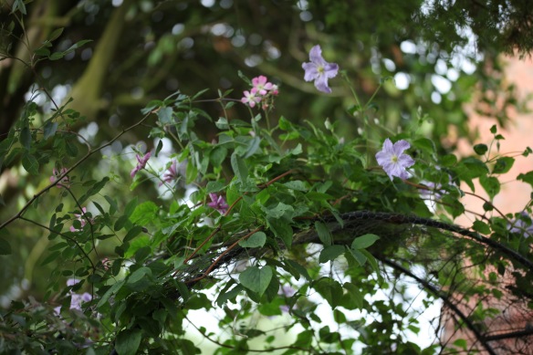 Clematis and rosa glauca