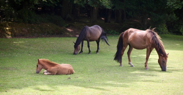 Ponies and foal 1