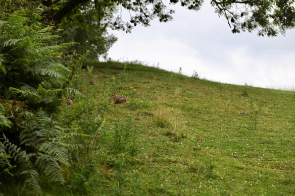 Rabbits on hillside