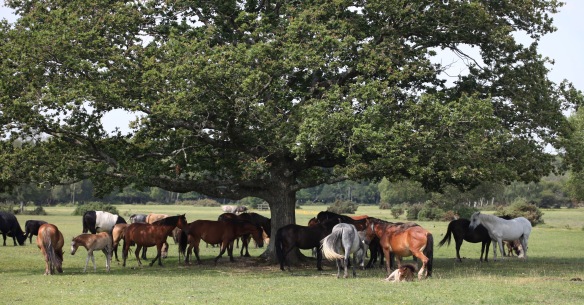 Ponies, foals, and cattle 1